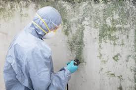 Reliable Minden, NV Mold Removal Services Solutions